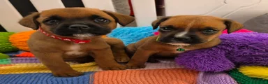 Mixed Breed 2