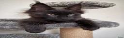 Maine Coon cats for sale: 🐾Tica registered Maine Coon Kittens Available 🐾 - Advert 13