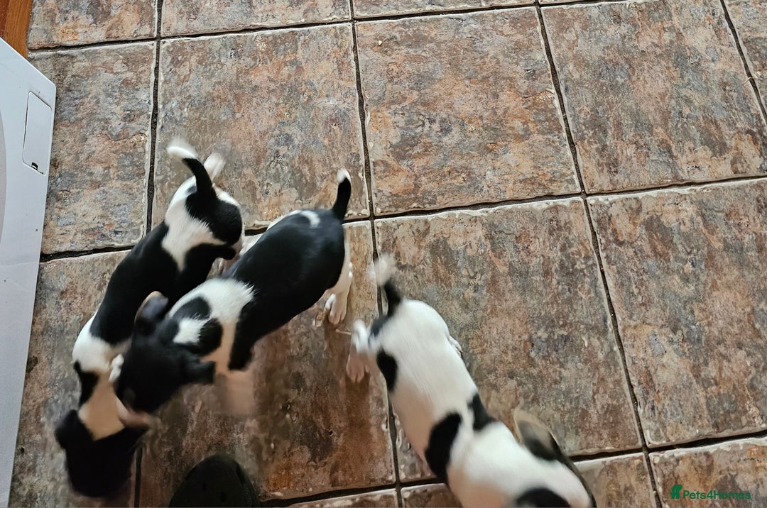 Jack Russell dogs for sale: Smooth coated Jack Russell dog pups - Image 4