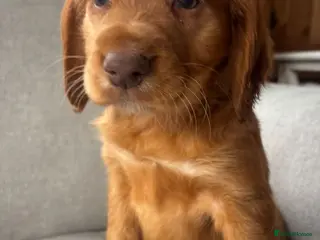 Cocker Spaniel dogs Cocker spaniels - Advert 1