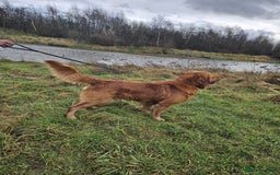 Golden Retriever dogs for stud: Gorgeous KC registered Golden Retriever stud dog  in Chesterfield - Image 8