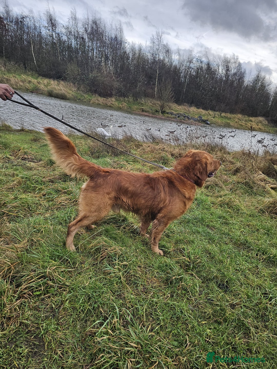 Golden Retriever dogs for stud: Gorgeous KC registered Golden Retriever stud dog  in Chesterfield - Image 8