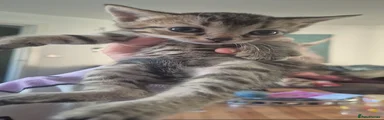 Mau mau
