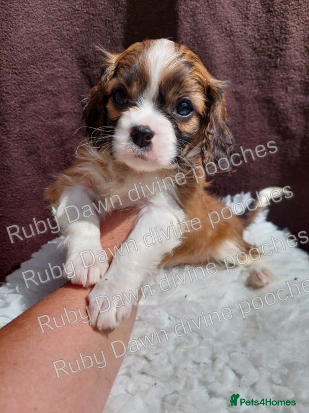 Cavalier King Charles Spaniel dogs for stud: PROVEN Heart and eye tested DE/CC/EF cavalier stud in Swansea - Advert 13