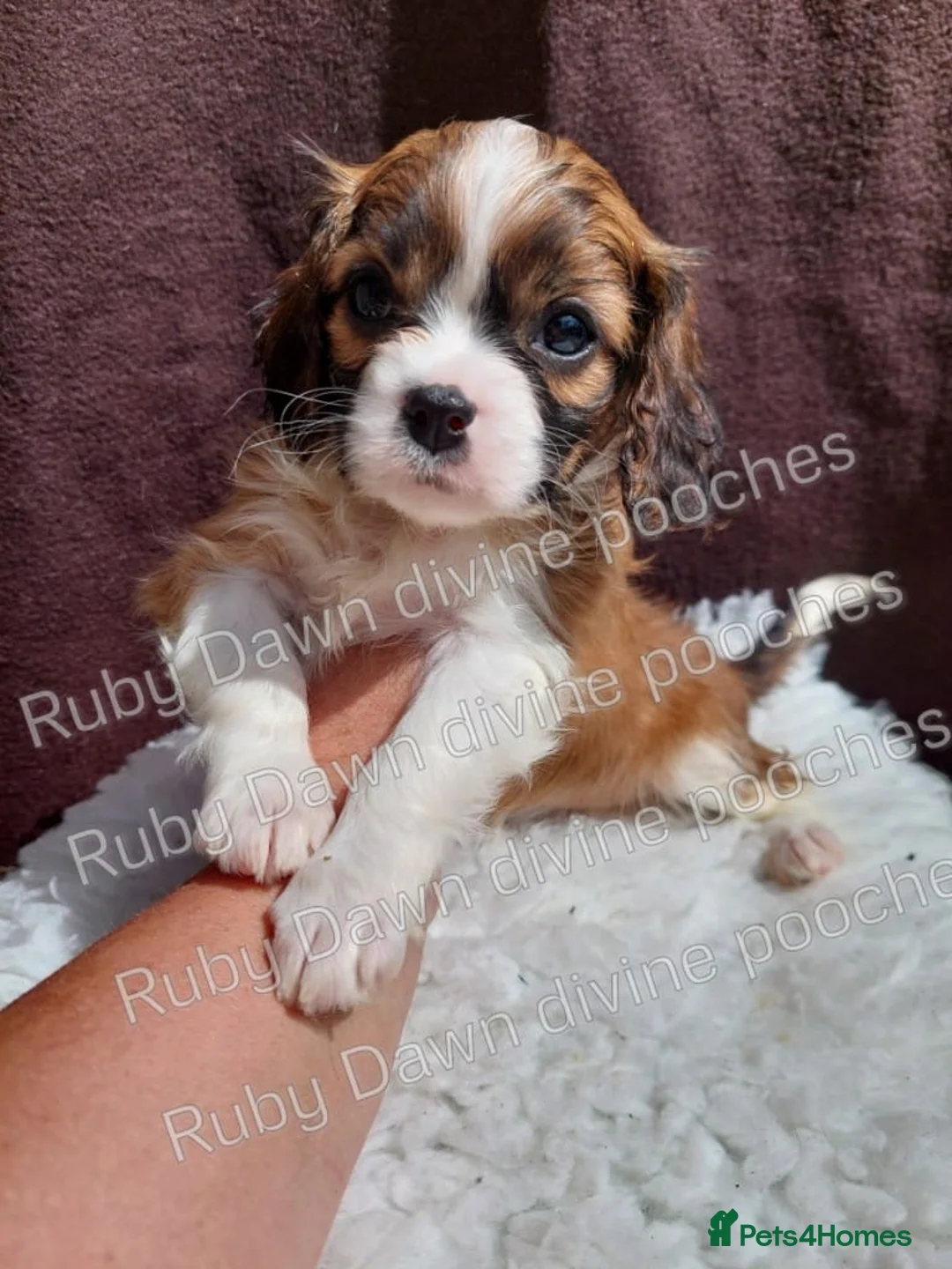 Cavalier King Charles Spaniel dogs for stud: PROVEN Heart and eye tested DE/CC/EF cavalier stud in Swansea - Advert 13