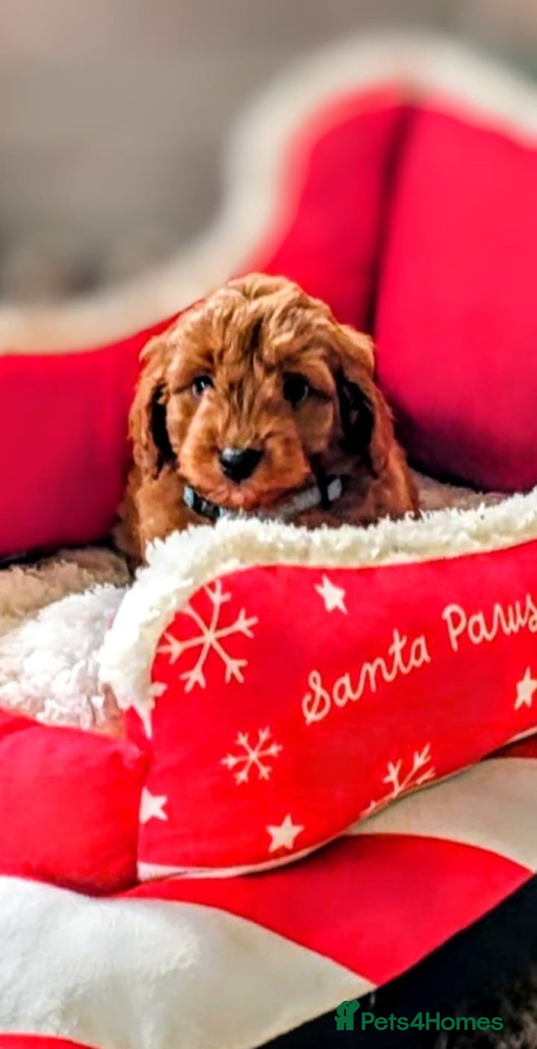 Cockapoo dogs for sale: GENUINE F1B COCKAPOO PUPPIES  - Advert 8