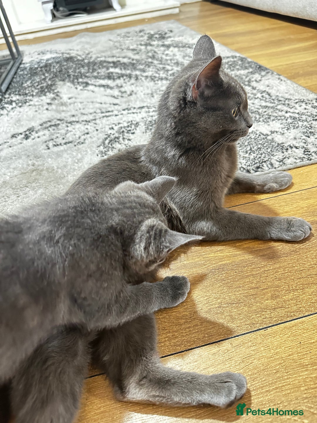 British Shorthair cats for sale: British shorthair-ragdoll mixed - Image 4
