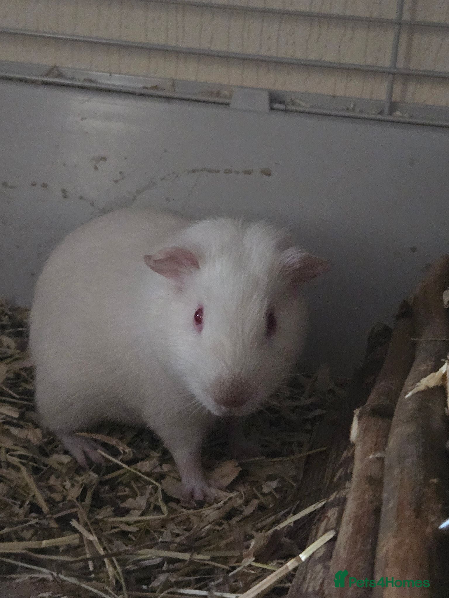 Guinea Pig rodents Male guinea pig  - Advert 2