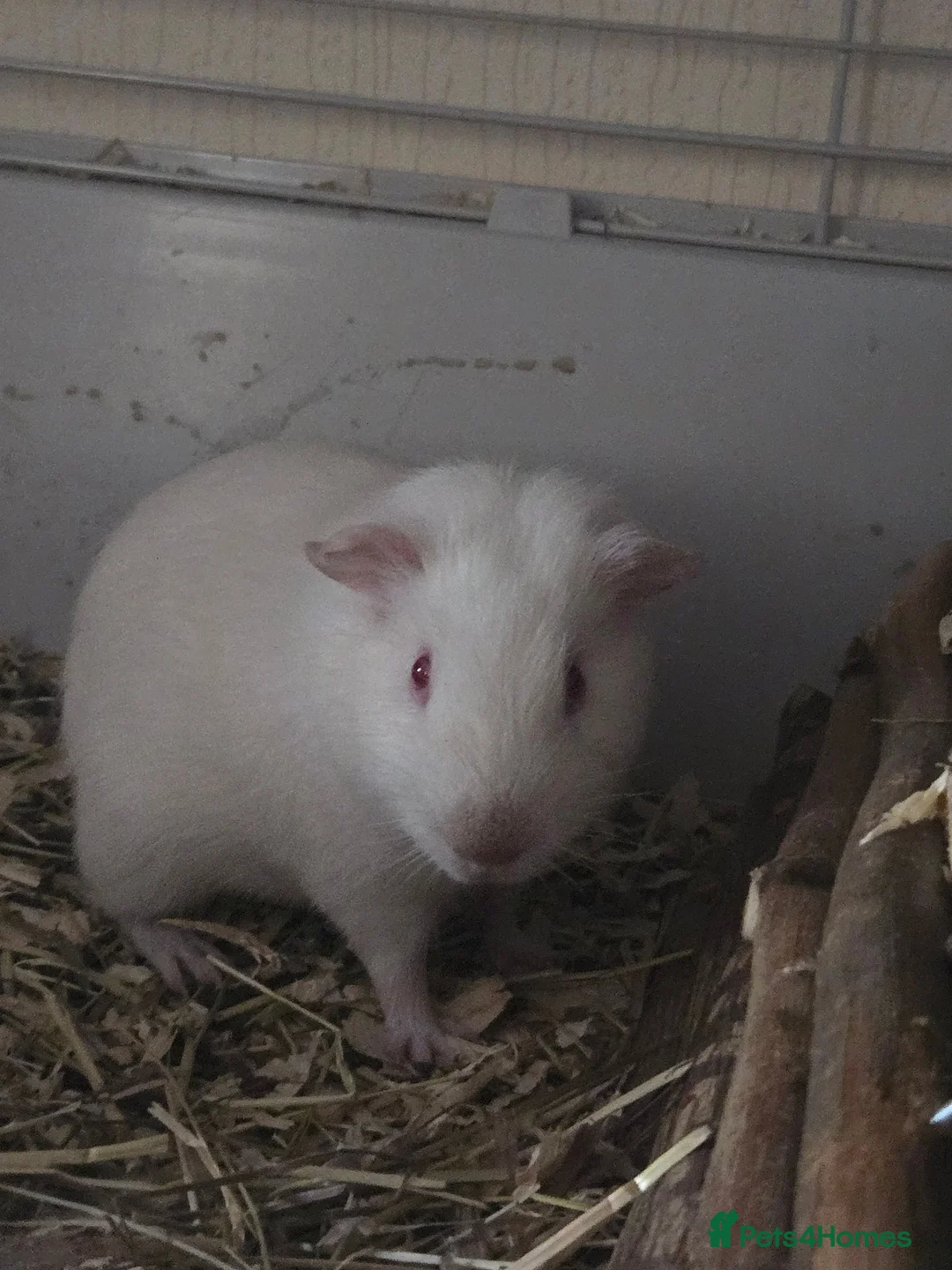 Guinea Pig rodents for sale: Male guinea pig  in Wrexham - Advert 1