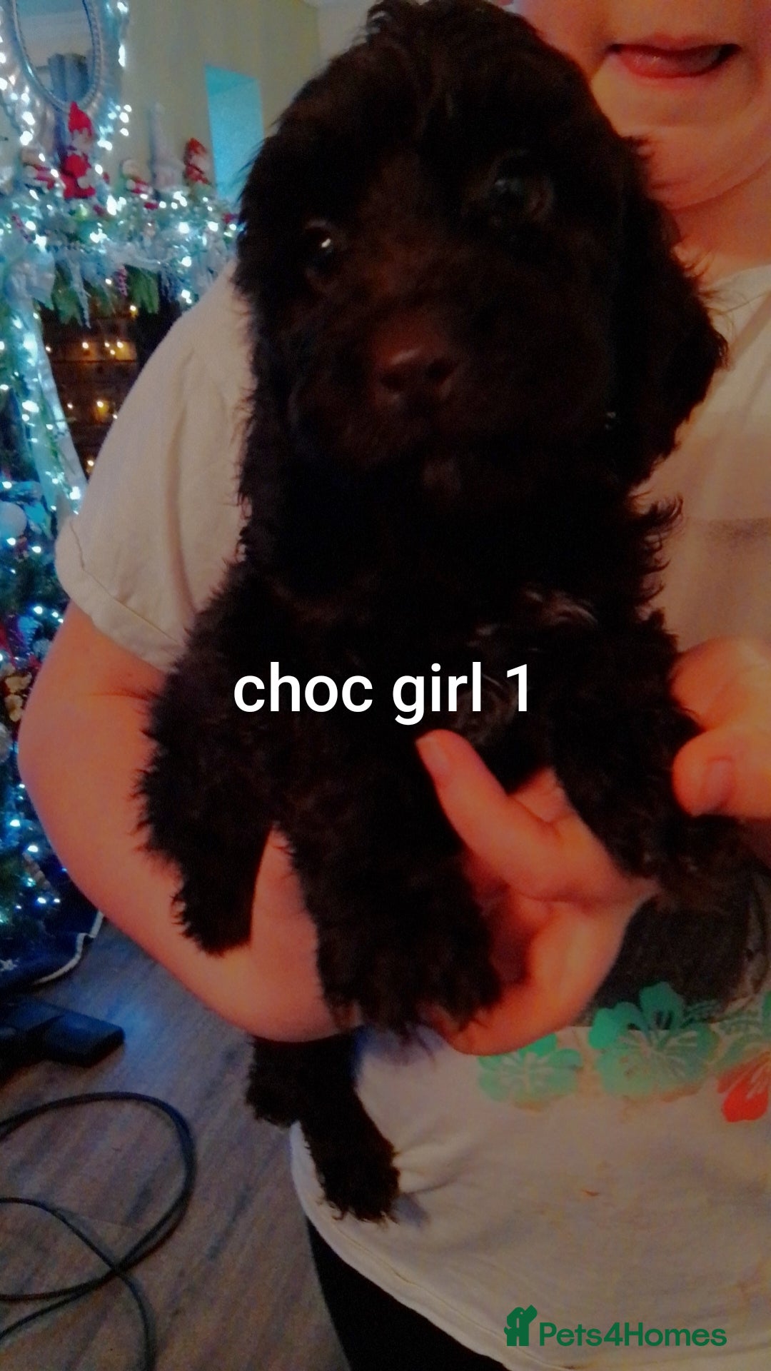 Cockapoo dogs for sale:  merles & chocolate & black Cockapoo puppies - Advert 6