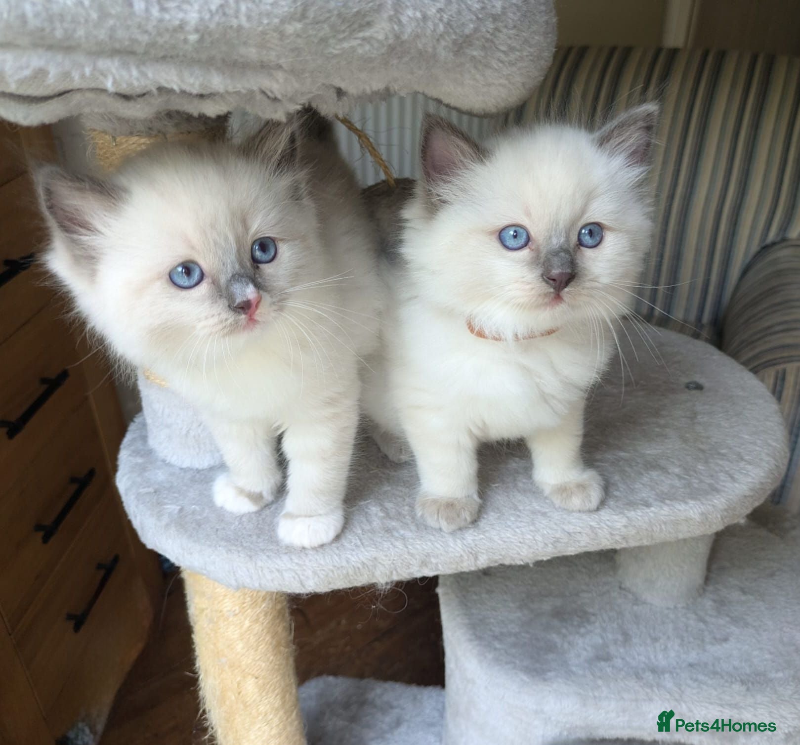 Ragdoll cats Pedigree Ragdoll Kittens  - Advert 14