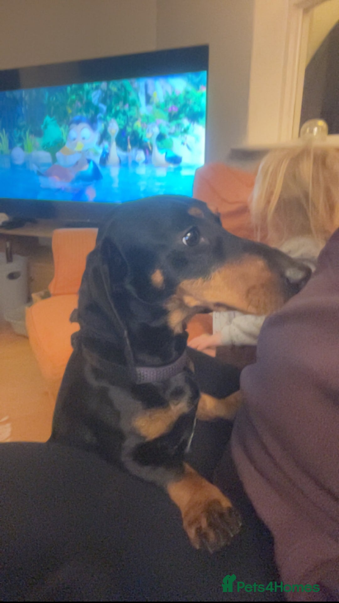 Dachshund dogs for sale: Standard  1 year old Dachshund Dog for sale  - Advert 2