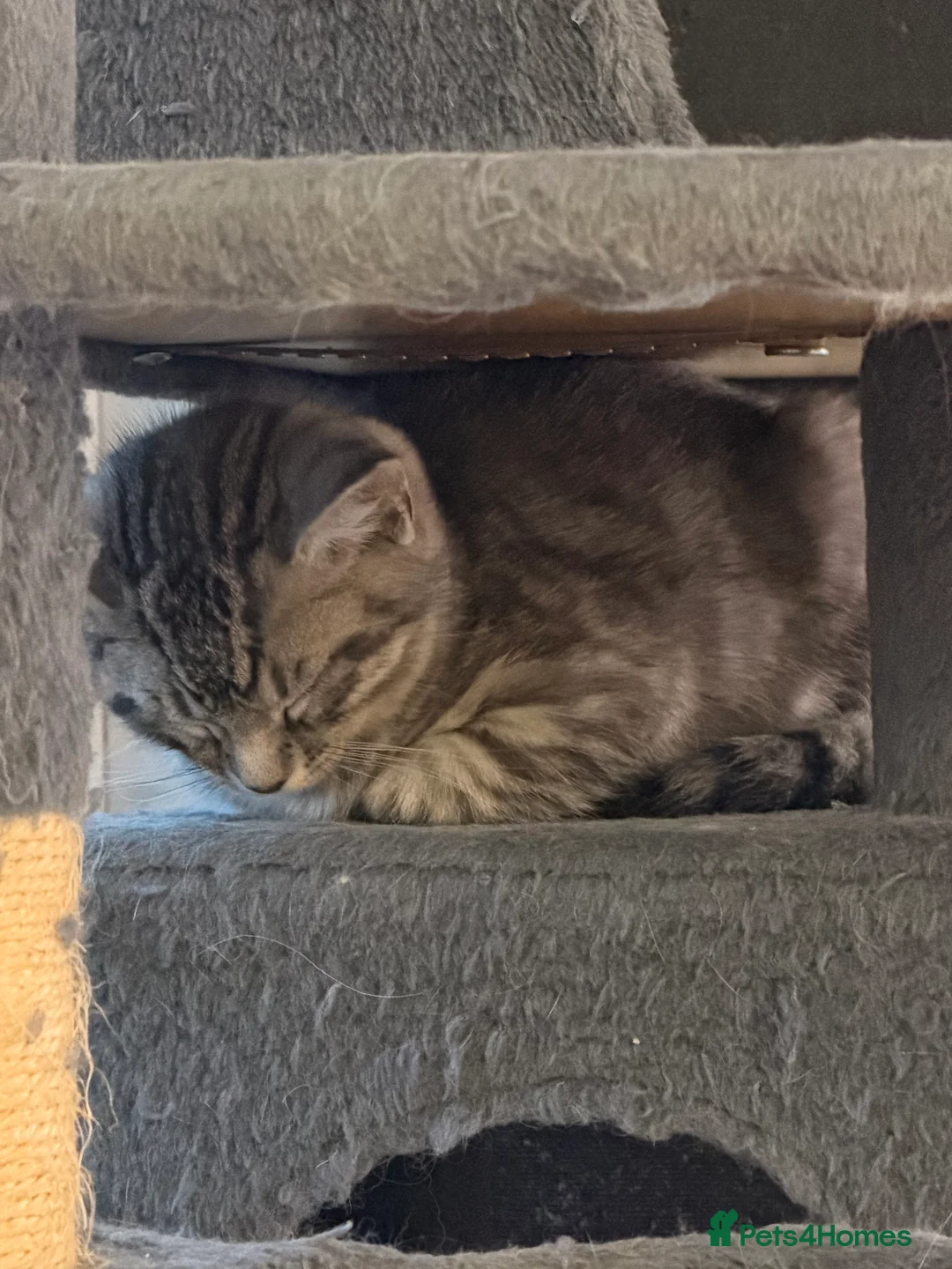 Mixed Breed cats for sale: Beautiful Maine Coon–type kittens available. - Advert 7