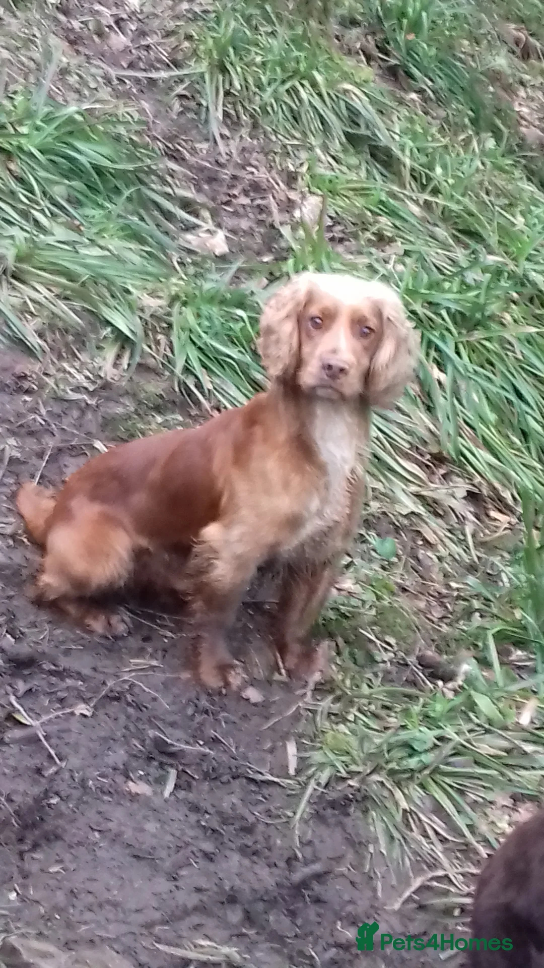 Cocker Spaniel dogs for stud: Working Cocker At Stud in Hexham - Advert 3