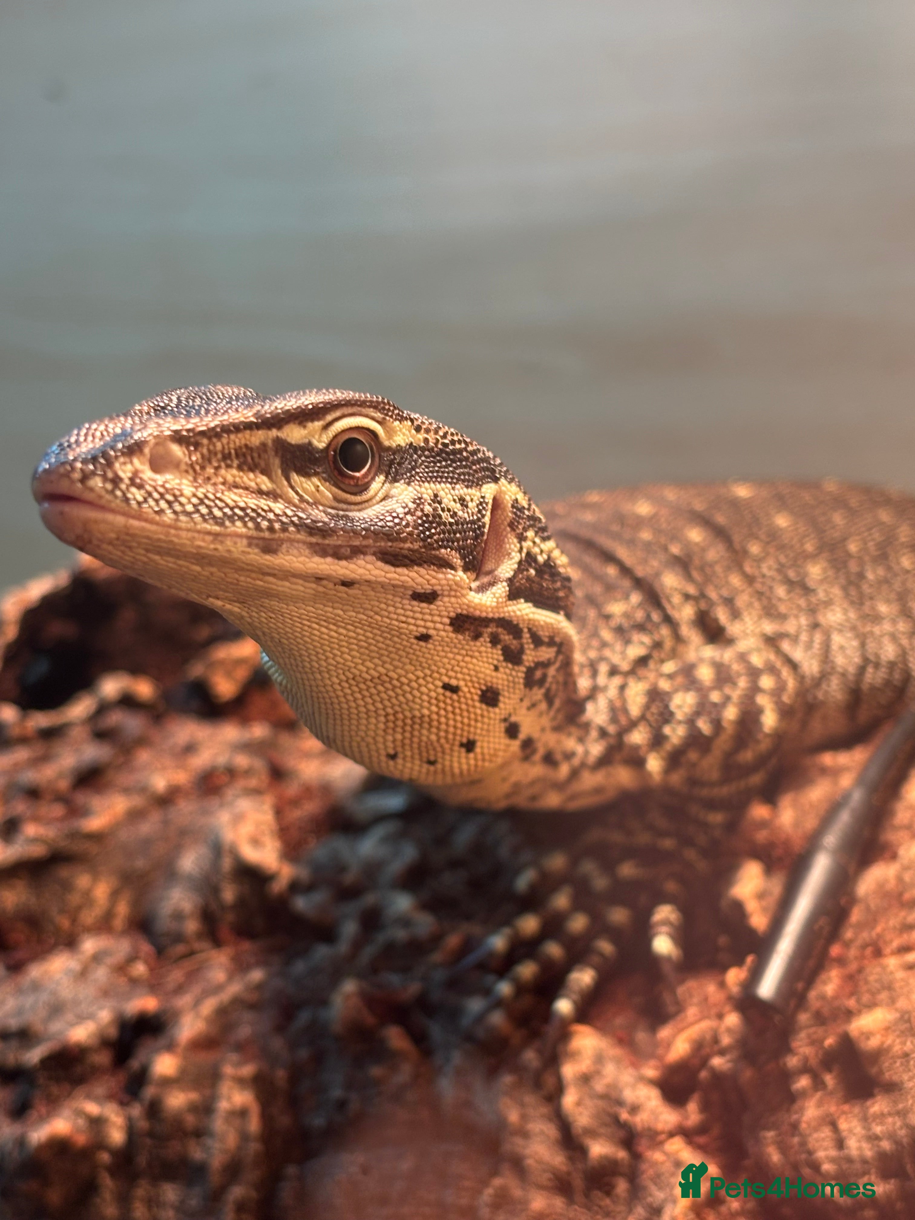 Monitor reptiles Argus monitor  - Advert 2