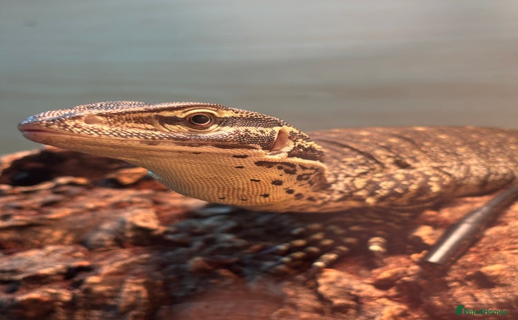 Monitor reptiles Argus monitor  - Advert 1