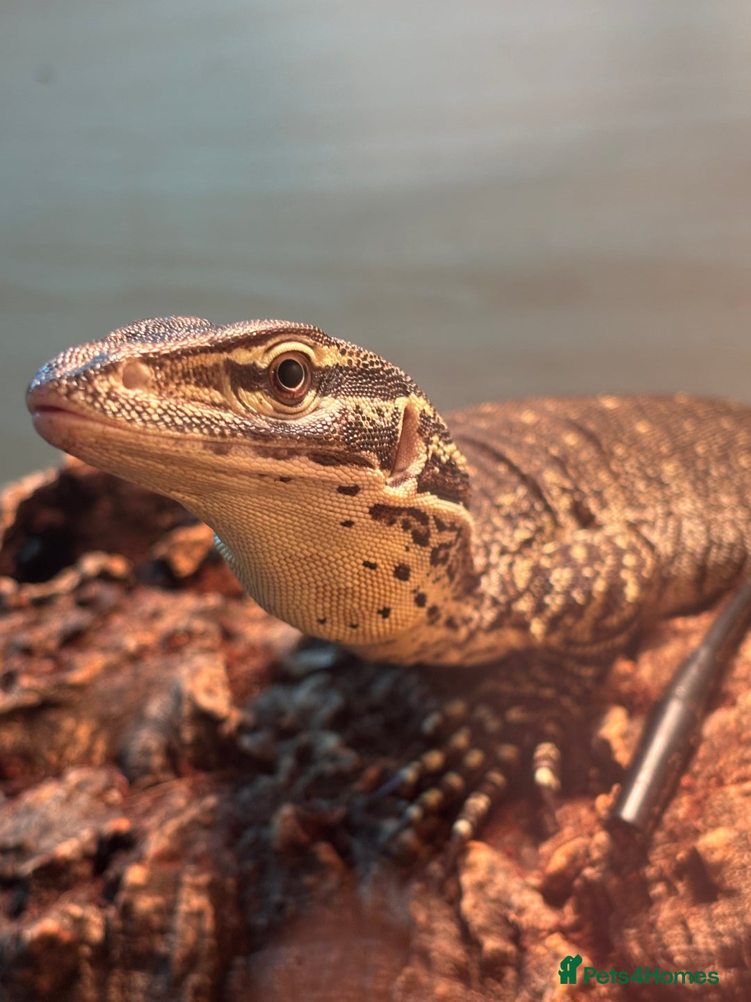 Monitor reptiles for sale: Argus monitor  - Advert 1