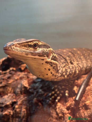 Monitor reptiles Argus monitor - Advert 1