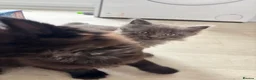 Mixed Breed cats for sale: Beautiful Mixed breed longhair kittens - Advert 16