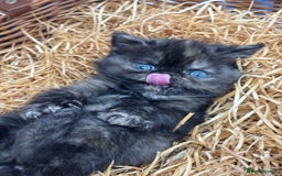 Exotic cats for sale: FEMALE SMOKE TORTOISESHELL EXOTIC KITTEN ( RARE) - Image 9