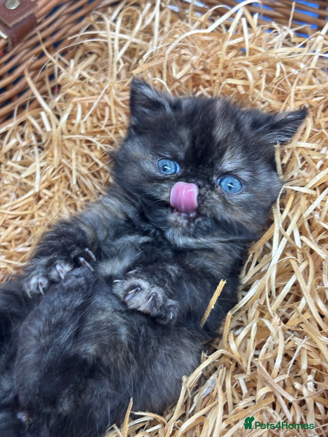 Exotic cats for sale: FEMALE SMOKE TORTOISESHELL EXOTIC KITTEN ( RARE) - Image 9
