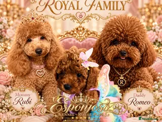 Toy Poodle dogs Ready Sunday 🏡5⭐ Licensed ESPONJOSO Toy Poodle👑 - Advert 2