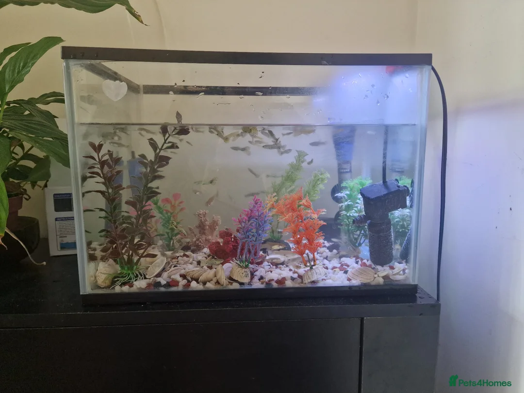 Other/Mixed Breed fish for sale: Fish tank plus fish in London - Advert 1