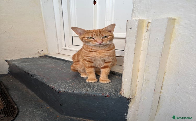 British Shorthair cats Emmah - Advert 1