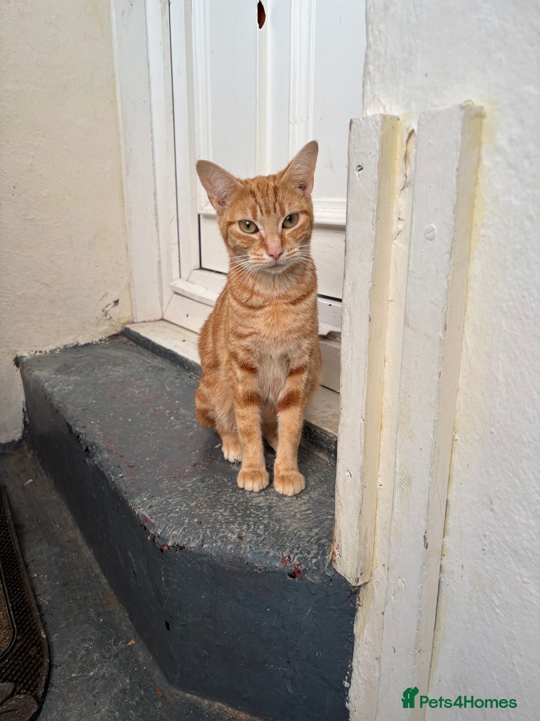 British Shorthair cats for sale: Emmah - Advert 1