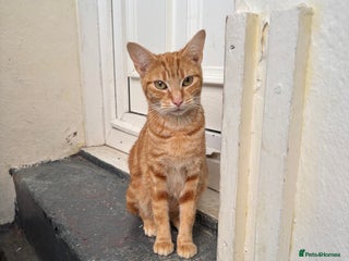 British Shorthair cats Emmah - Advert 1