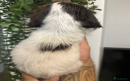 Sprocker dogs for sale: Sprocker puppies  - Image 13