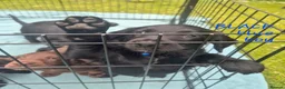 Sprocker dogs for sale: Sprocker Puppies READY NOW ✨️ - Advert 22