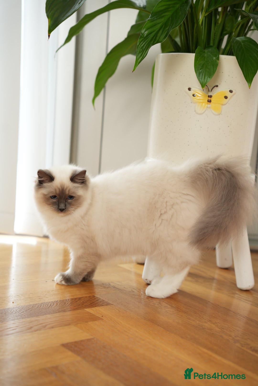 Ragdoll cats Beautiful GCCF active Ragdoll girls. - Advert 2