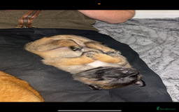 Belgian Shepherd Dog dogs for sale: Working line malinois - Image 2