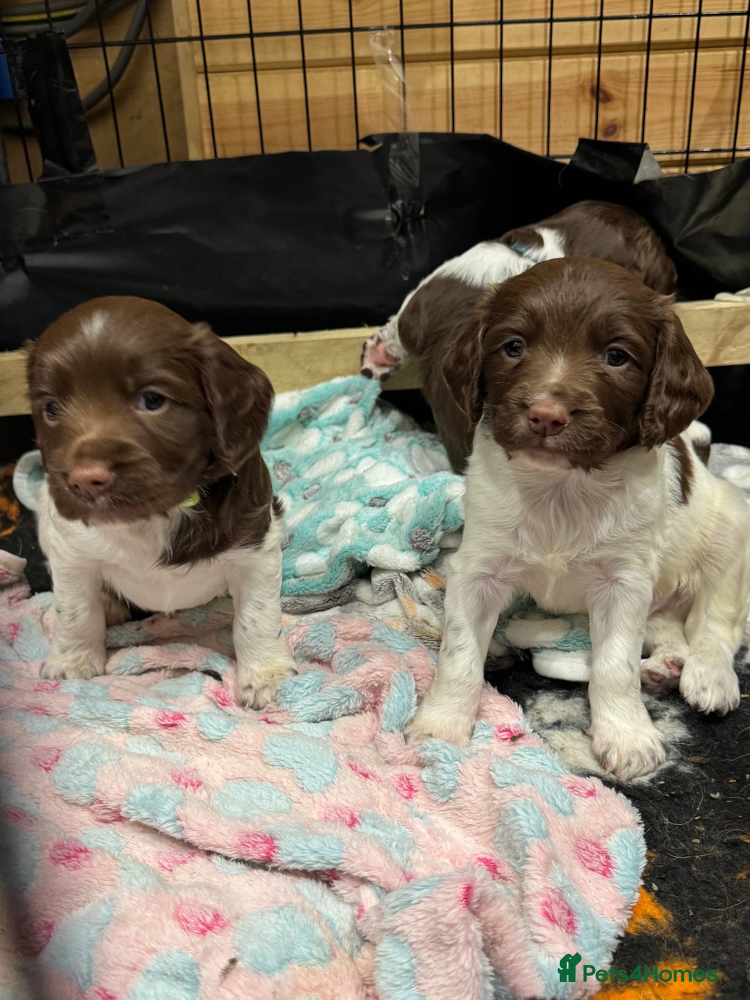 English Springer Spaniel dogs for sale: English springer spaniel puppies  - Image 1