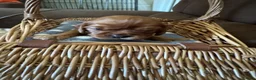 Cavalier King Charles Spaniel dogs for sale: Beautiful Cavalier King Charles Spaniel Puppies 🐶 - Advert 23