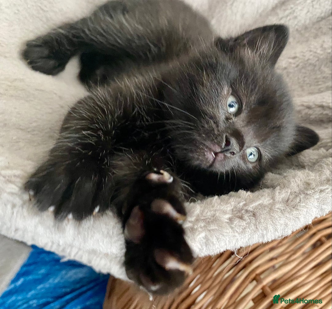 British Shorthair cats for sale: British shorthair black cross kittens  - Advert 5