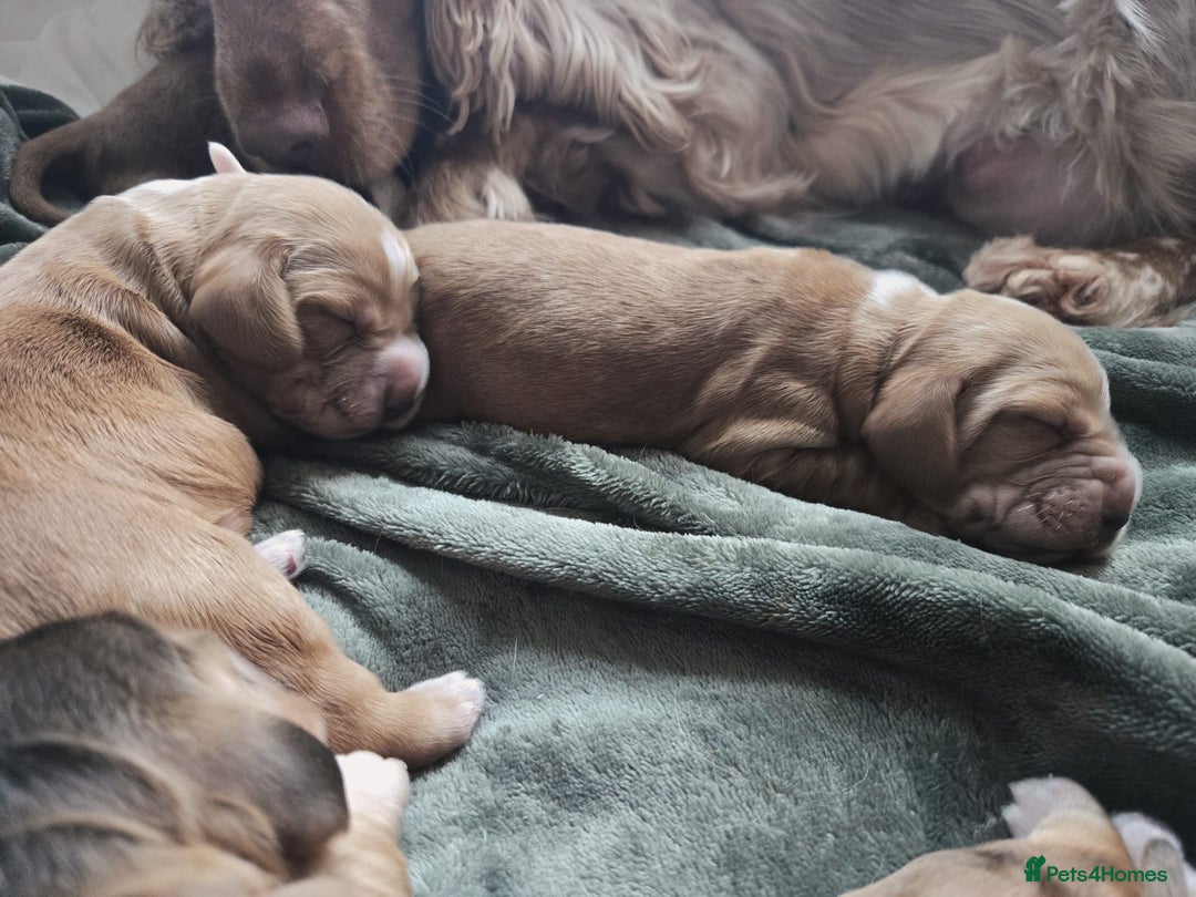 Cocker Spaniel dogs for sale: Show type Cocker Spaniels - Advert 6