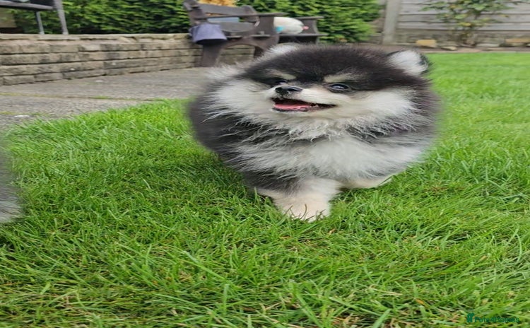 Pomsky dogs - Advert 1