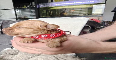 Maltipoo dogs - Advert 13
