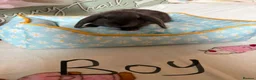 Mini Lop rabbits for sale: Minni lop - Advert 4