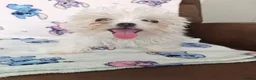 Maltese dogs for sale: 🐾 Beautiful Maltese puppy for sale 🐾 - Advert 3