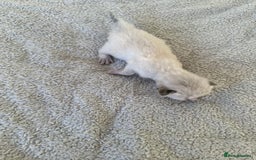 Ragdoll cats for sale: RAGDOLL X KITTENS  - Image 20