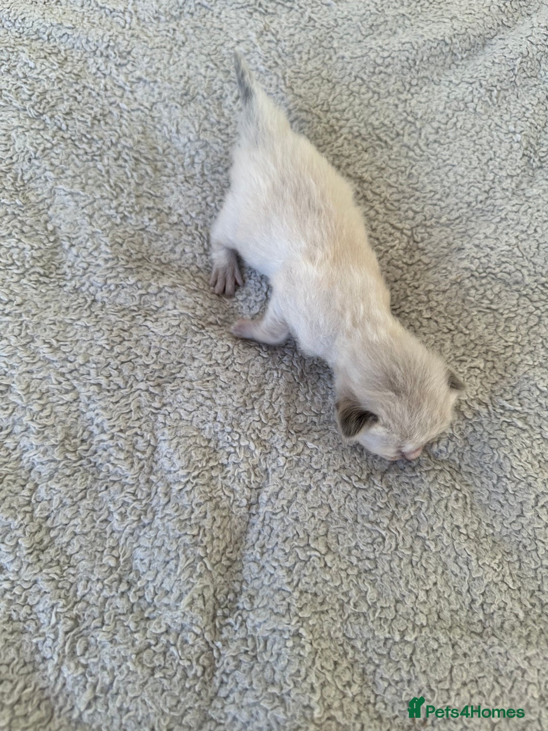Ragdoll cats for sale: RAGDOLL X KITTENS  - Image 20