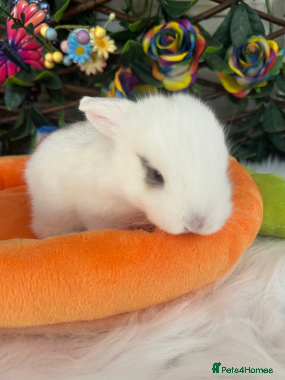 Mini Lop rabbits for sale: Pure Breed Mini lops  - Image 20
