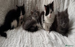 Maine Coon cats for sale: GORGEOUS MAINE COON KITTENS - Image 3