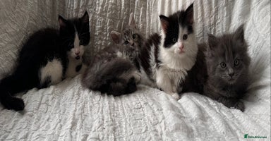 Maine Coon cats - Advert 15