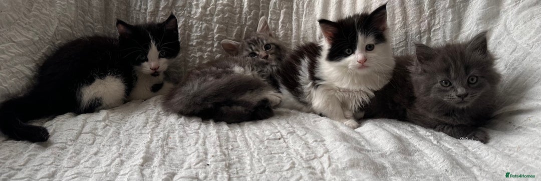 Maine Coon cats for sale: GORGEOUS MAINE COON KITTENS - Image 3