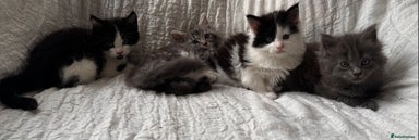 Maine Coon cats - Advert 15