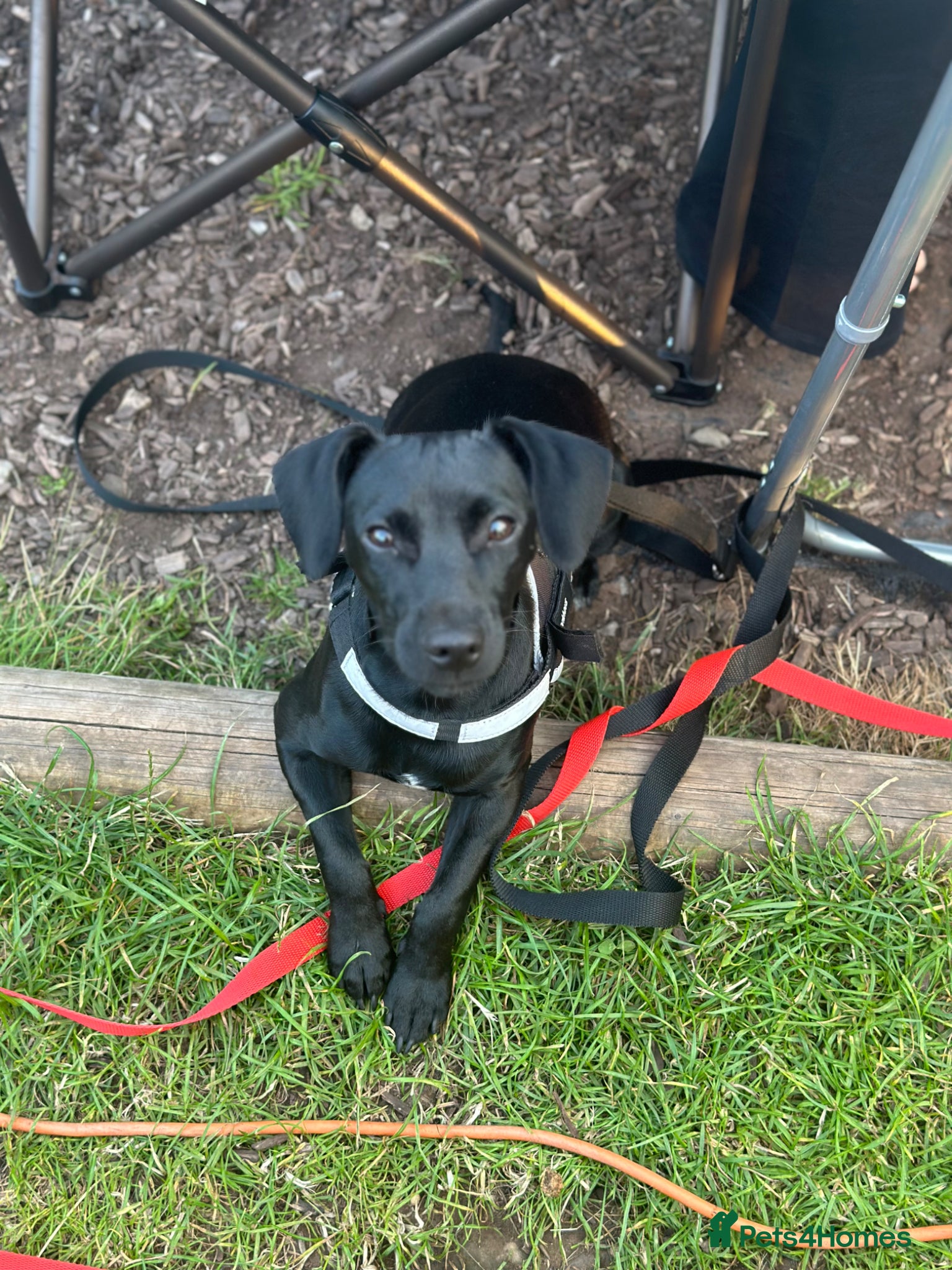Mixed Breed dogs Selling our 2 year old dog, Reina ❤️ - Advert 6
